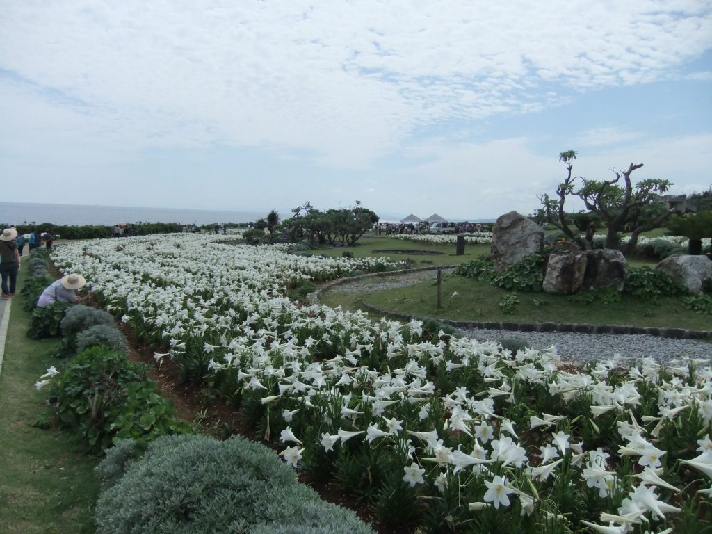伊江島ゆり祭り