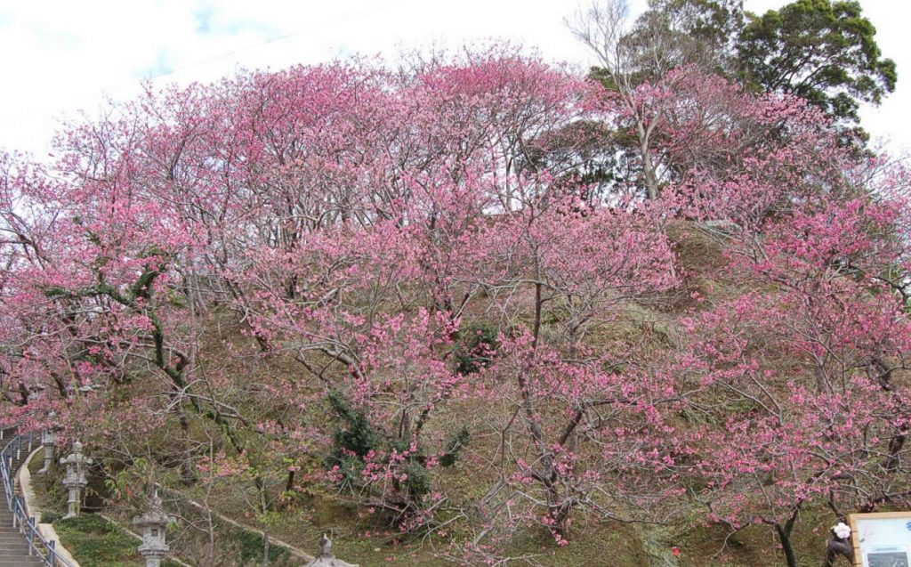 名護中央公園　名護城跡1