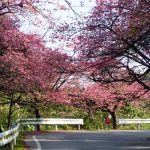 八重岳　寒緋桜