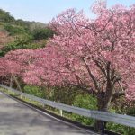 八重岳　寒緋桜2