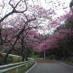 八重岳　寒緋桜3