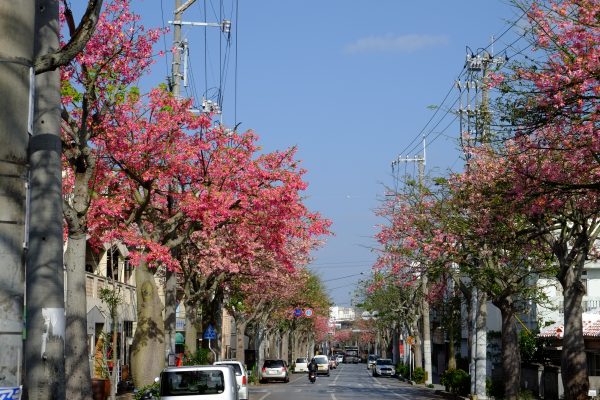 那覇市与儀　トックリキワタ